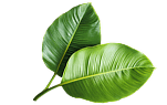 Leaf