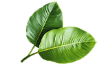 Leaf