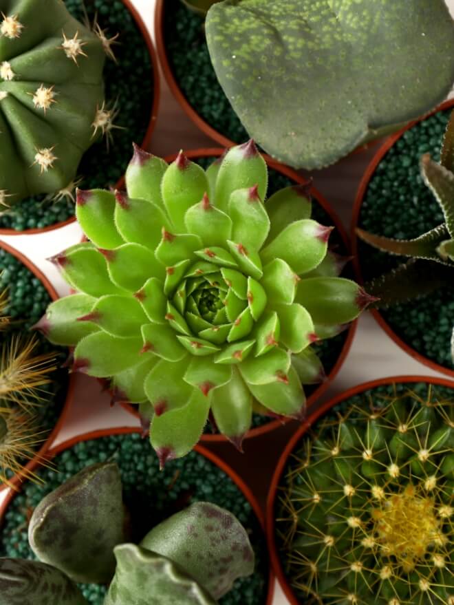 plant Image