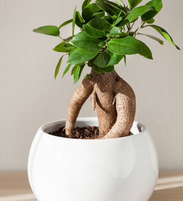 Indoor plant Image