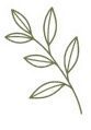 Compound Leaf