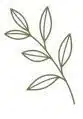Compound Leaf