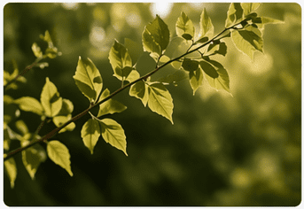 Compound Leaf